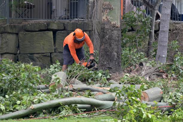 Best Tree and Shrub Care  in Palos Verdes Estates, CA